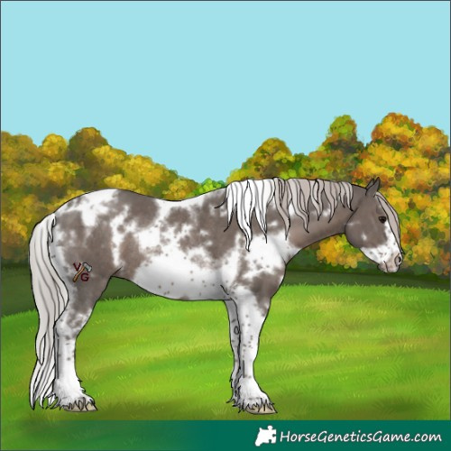 Horse Color:Unknown 