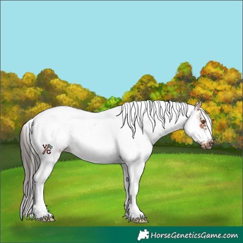 Horse Color:Unknown