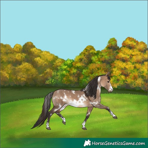 Horse Color:White Spotted Brown Dun 