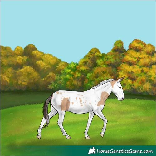 Horse Color:Amber Champagne Splash Tobiano 