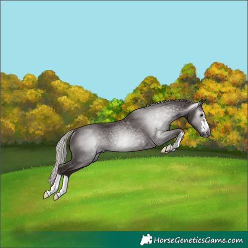 Horse Color:Gray Silver Black Rabicano 