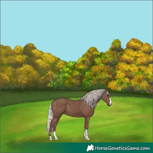 Horse Color:Silver Black 