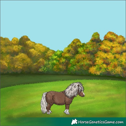Horse Color:Silver Black 
