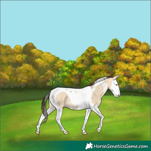 Horse Color:Sable Cream Champagne Dun Sabino Splash Tobiano 