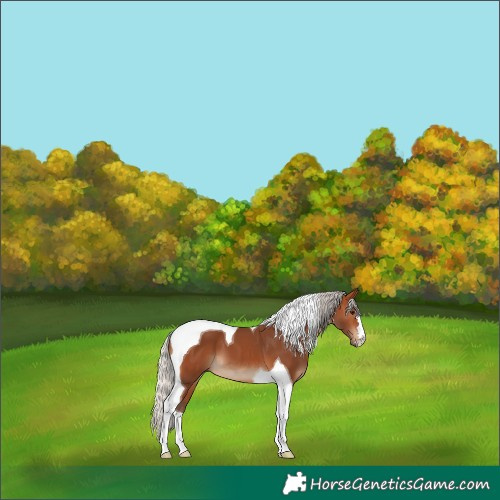 Horse Color:Silver Bay Tobiano 
