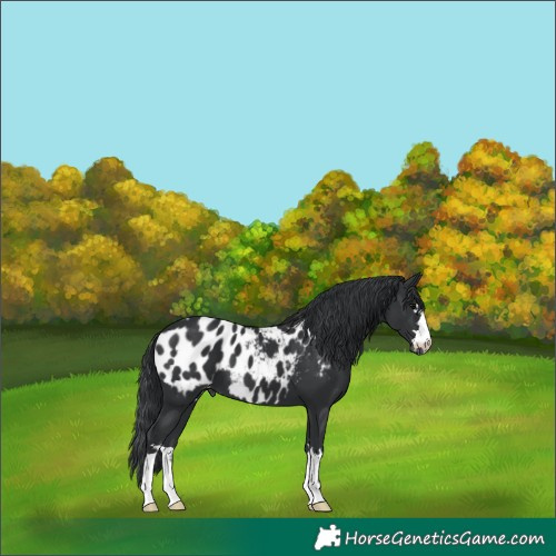 Horse Color:Black Appaloosa