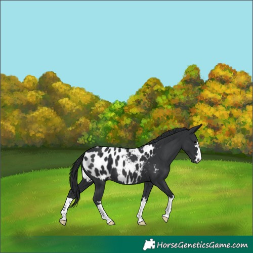 Horse Color:Black Appaloosa 