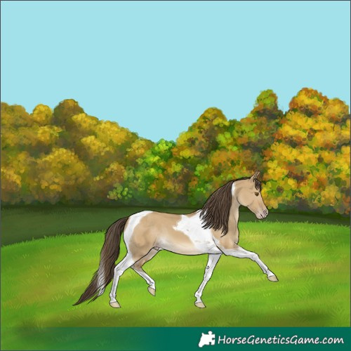 Horse Color:Classic Cream Champagne Dun Tobiano 