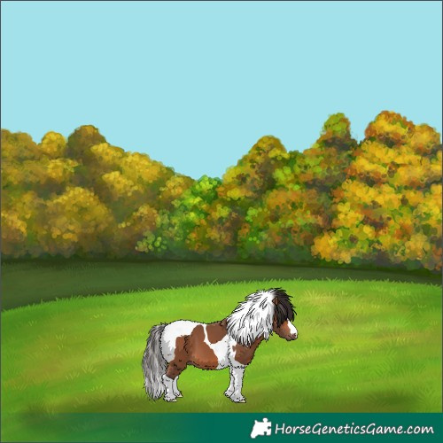 Horse Color:Bay Tobiano 