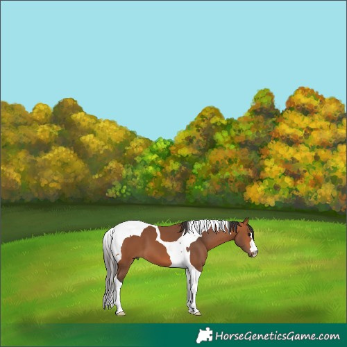 Horse Color:Bay Tobiano 
