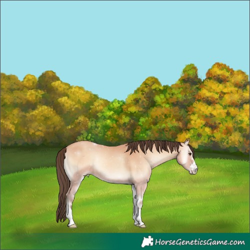 Horse Color:Amber Champagne Onyx 