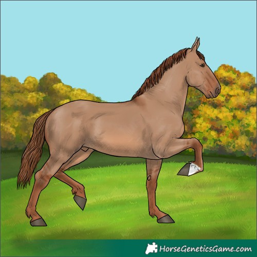 Horse Color:Red Dun 