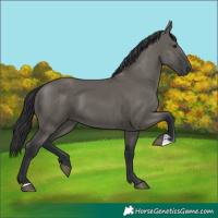 Horse Color:Grullo