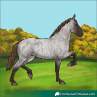 Horse Color:Liver Red Roan 