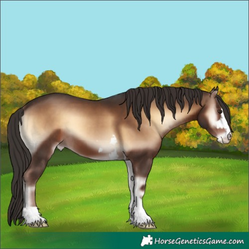 Horse Color:Liver Red Onyx Appaloosa 