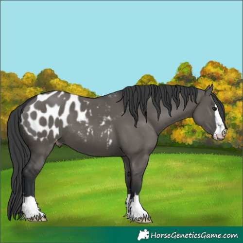 Horse Color:Grullo Appaloosa