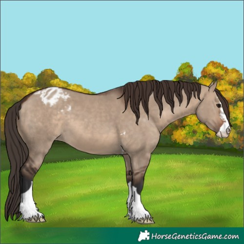 Horse Color:Brown Dun Appaloosa 