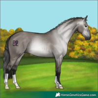 Horse Color:Gray Grullo 