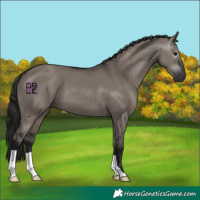 Horse Color:Gray Grullo 
