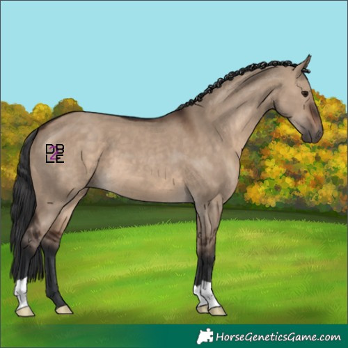 Horse Color:Brown Dun 