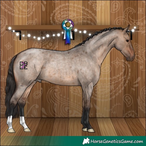 Horse Color:Bay Roan Dun 