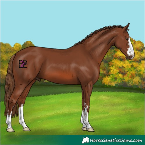 Horse Color:Chestnut 