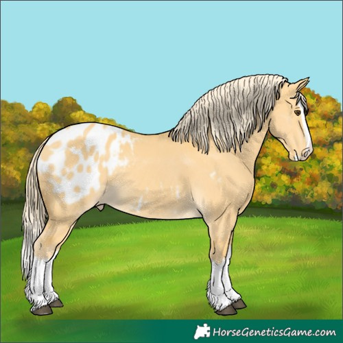 Horse Color:Palomino Dun Splash Appaloosa Rabicano 