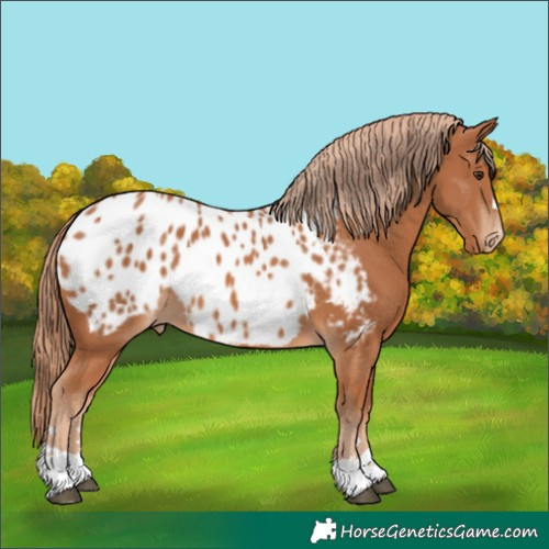 Horse Color:Chestnut Appaloosa