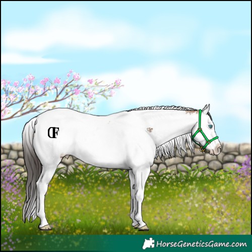 Horse Color:White Spotted Bay Dun Splash Tobiano Rabicano 