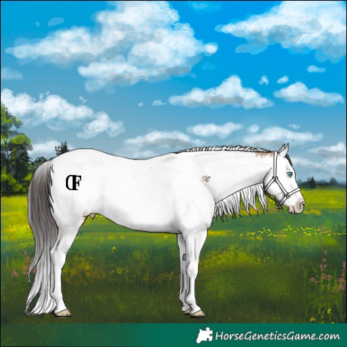 Horse Color:White Spotted Bay Dun Splash Tobiano Rabicano