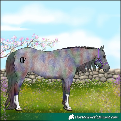 Horse Color:Nacre Blue Roan Rabicano 