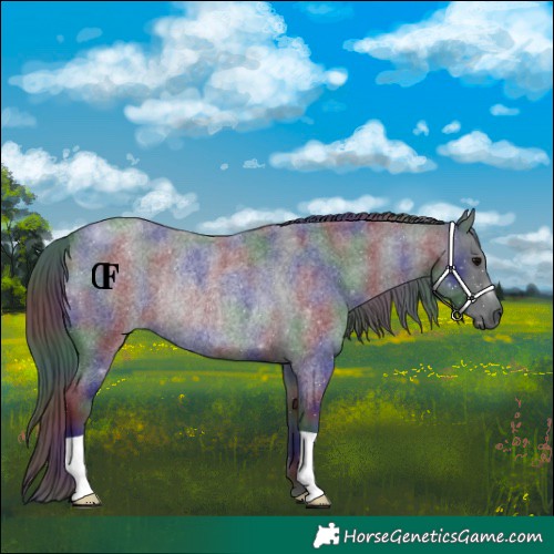Horse Color:Nacre Blue Roan Rabicano