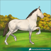 Horse Color:Amber Cream Champagne Roan Dun 