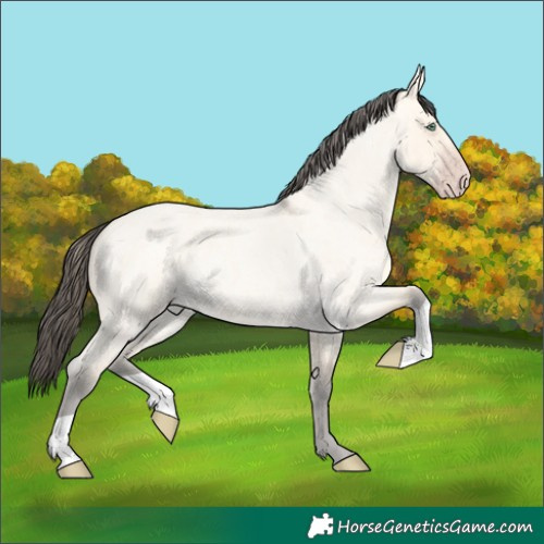 Horse Color:Amber Cream Champagne Roan Dun 
