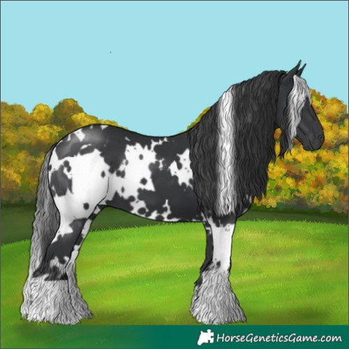 Horse Color:White Spotted Black