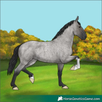 Horse Color:Grullo Roan