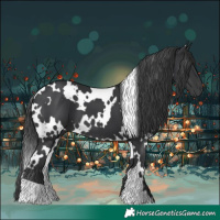 Horse Color:White Spotted Black
