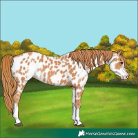 Horse Color:Chestnut Sabino Appaloosa Rabicano 
