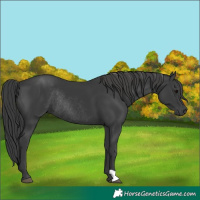 Horse Color:Black Rabicano