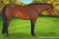 Horse Color:Bay Sabino 