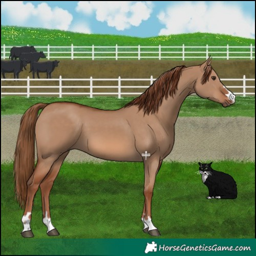 Horse Color:Red Dun 