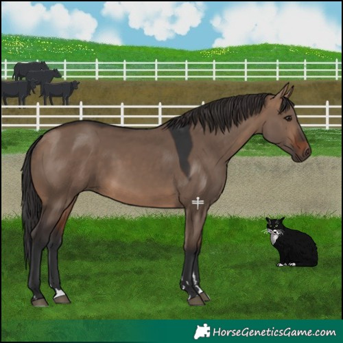 Horse Color:Brown Dun 