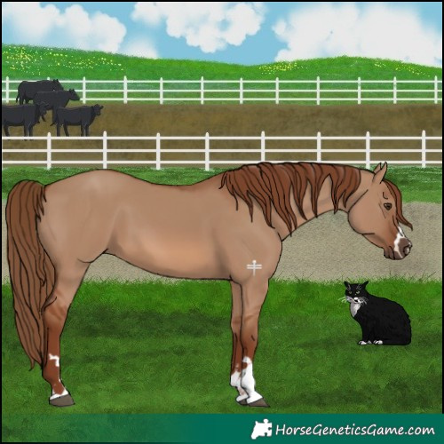 Horse Color:Red Dun
