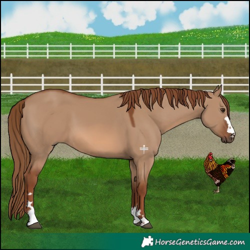 Horse Color:Red Dun