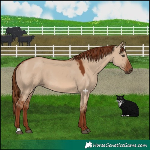 Horse Color:Red Dun 