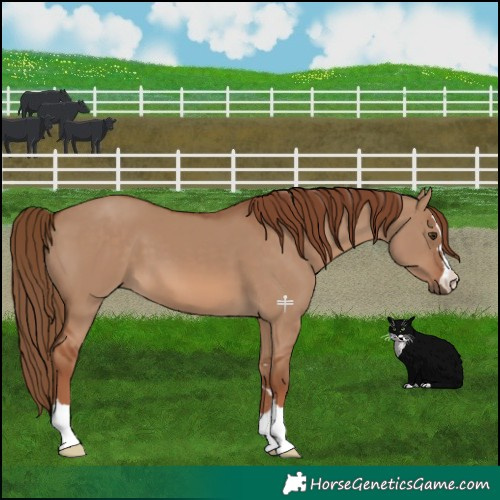 Horse Color:Red Dun