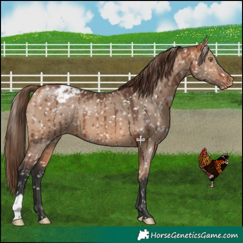Horse Color:Bay Dun Appaloosa Brindle