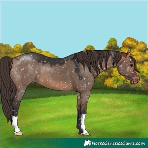Horse Color:Bay Dun Appaloosa
