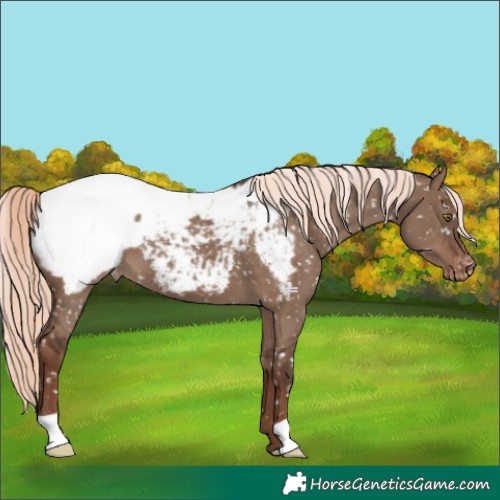 Horse Color:Liver Red Dun Mushroom Snowcap 