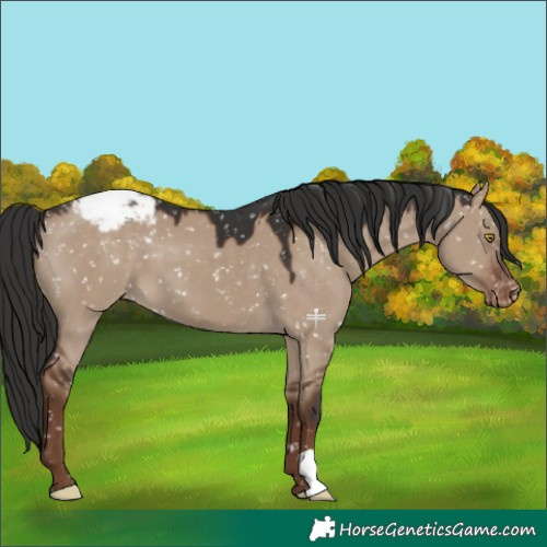 Horse Color:Liver Red Dun Appaloosa